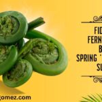 Fiddlehead Ferns Health Benefits